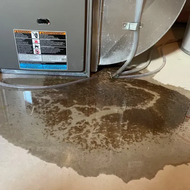 Appliance Leak Cleanup in Windsor, CO